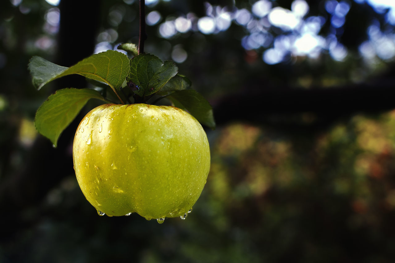 CLOSE-UP OF GREEN FRUIT