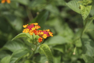 Close-up of yellow flowering plant