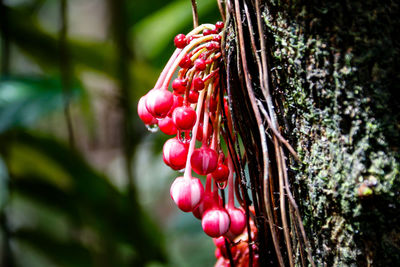 Close-up of red berries growing on tree