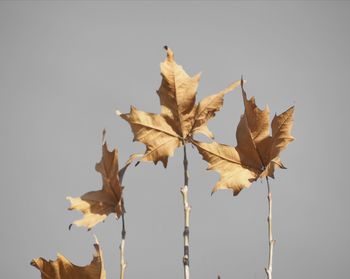 Close-up of dry leaves against white background