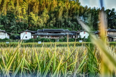 Scenic view of trees and houses on field