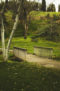 Empty road amidst trees