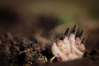 Close-up of dead plant on field