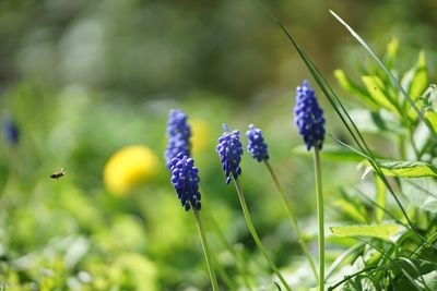 Close-up of butterfly pollinating on purple flowering plant