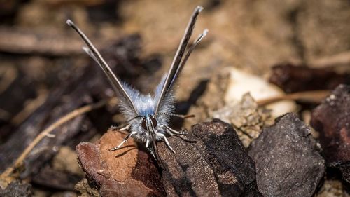 Close-up of butterfly on rock