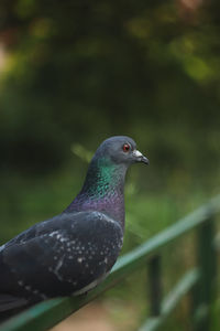 Close-up of bird