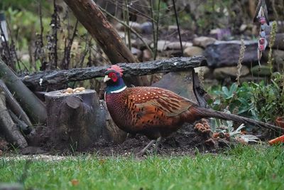 Peacock in a garden