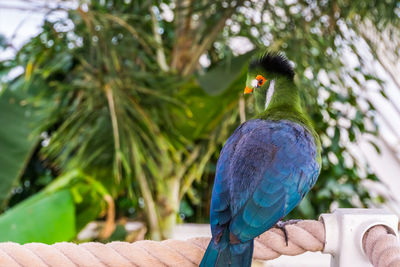 Close-up of parrot perching on branch