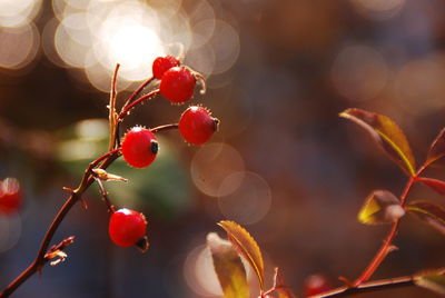 Close-up of red berries growing during sunny day