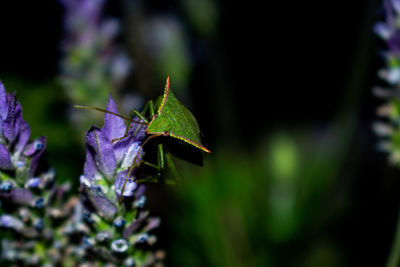 Close-up of leaf on plant