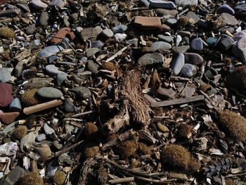 High angle view of pebbles on beach