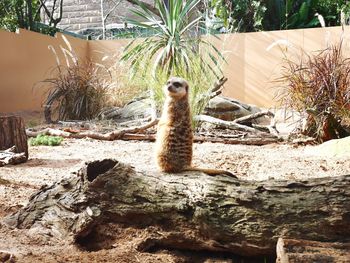 Meerkat sitting on fallen tree trunk