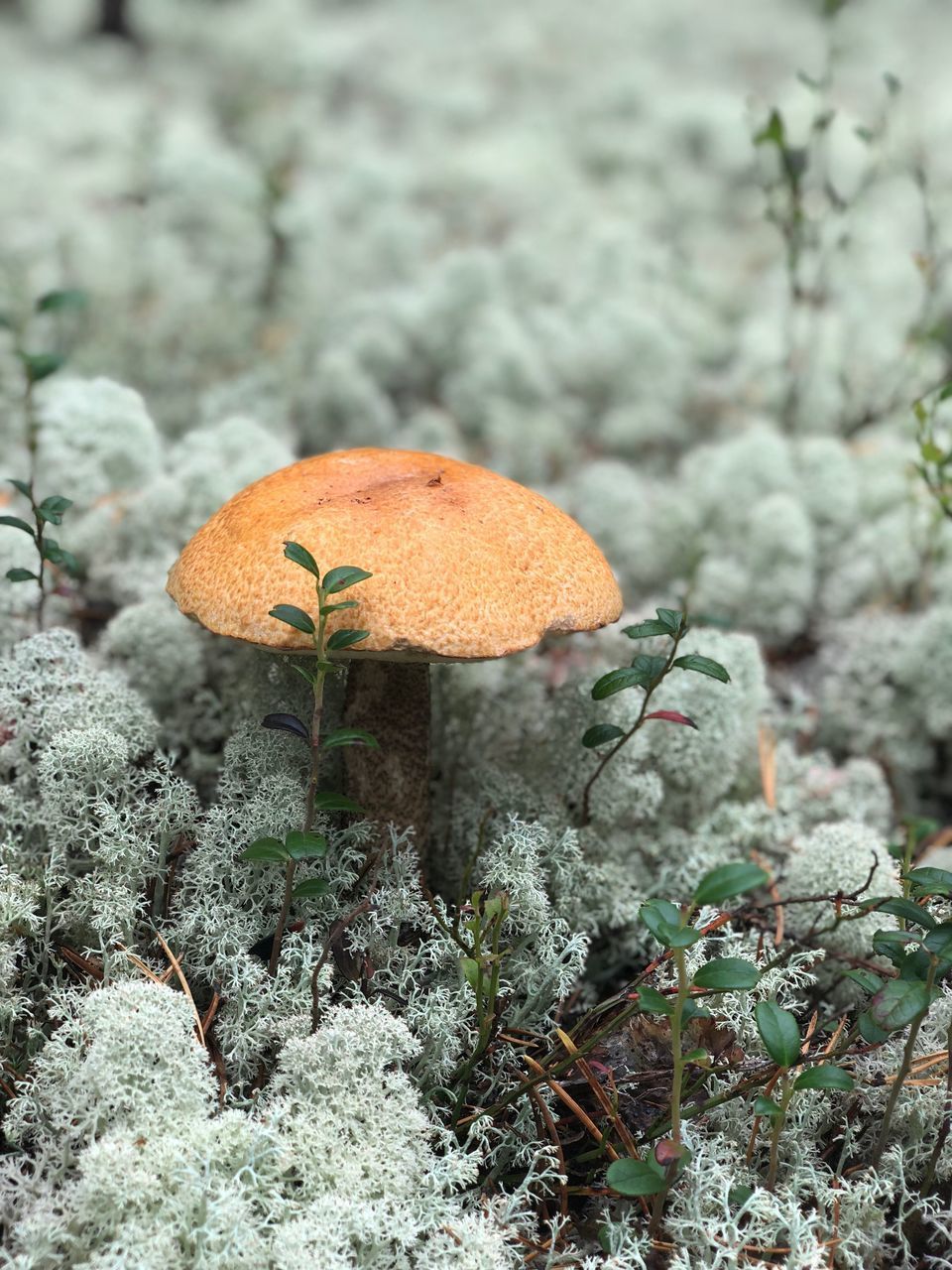 CLOSE-UP OF MUSHROOMS GROWING ON LAND