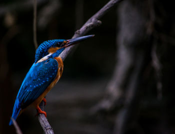 Close-up of bird perching on branch