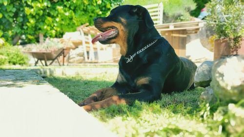 Black dog looking away in backyard