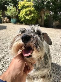 Close-up of a dog