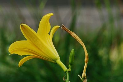 Close-up of yellow day lily