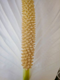 Close-up of fresh white flower