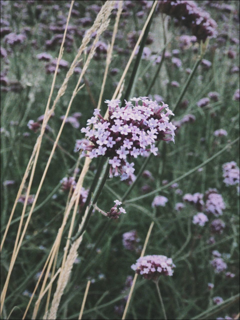 CLOSE-UP OF SMALL PURPLE FLOWER ON FIELD