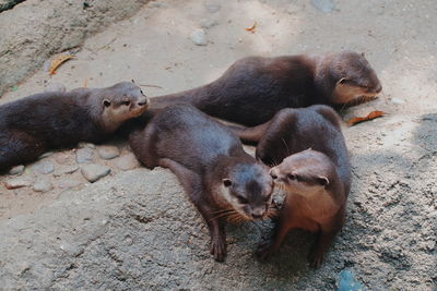 High angle view of otter in zoo