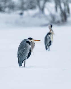 View of a bird on snow