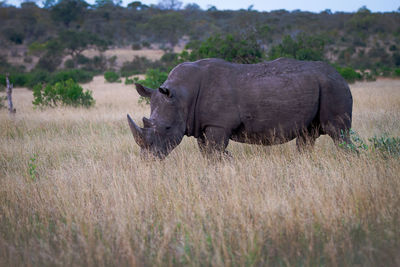 Side view of an animal on field