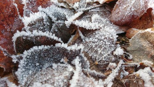 Close-up of snow on tree