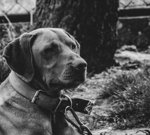 Close-up of dog looking away