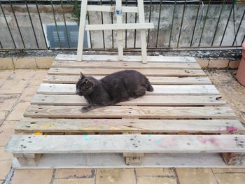 High angle view of cat sitting on seat