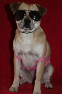Portrait of dog wearing sunglasses