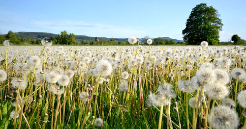 White flowering plants on field against sky