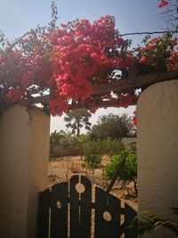 Flower tree against sky