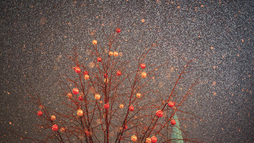 High angle view of red flowers on tree