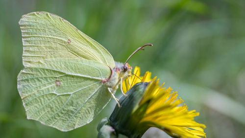 Close-up of butterfly pollinating on flower