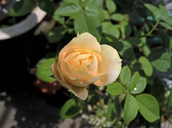 Close-up of flower blooming outdoors