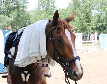 Horse standing in ranch