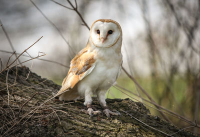 Close up of a bird