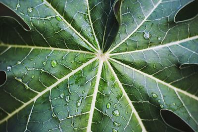 Full frame shot of wet leaves