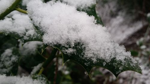 Close-up of snow covered plants