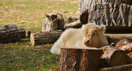 Scottish highland beef lying between wood piles