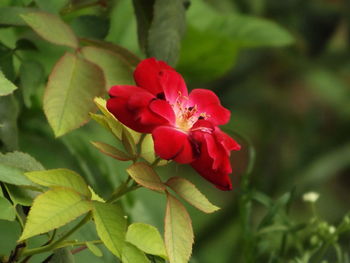 Close-up of red flower blooming outdoors