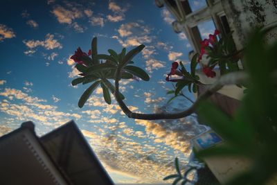 Low angle view of flowering plant against sky