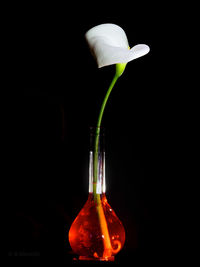 Close-up of flower against black background