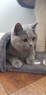 Close-up portrait of a cat looking away