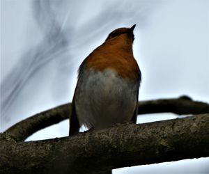 Low angle view of bird perching on branch
