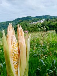 Close-up of corn on field against sky
