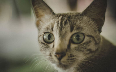 Close-up portrait of tabby cat