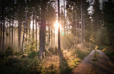 Summer morning