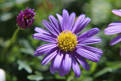 Close-up of purple flowering plants