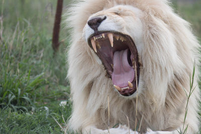Close-up of yawning lion